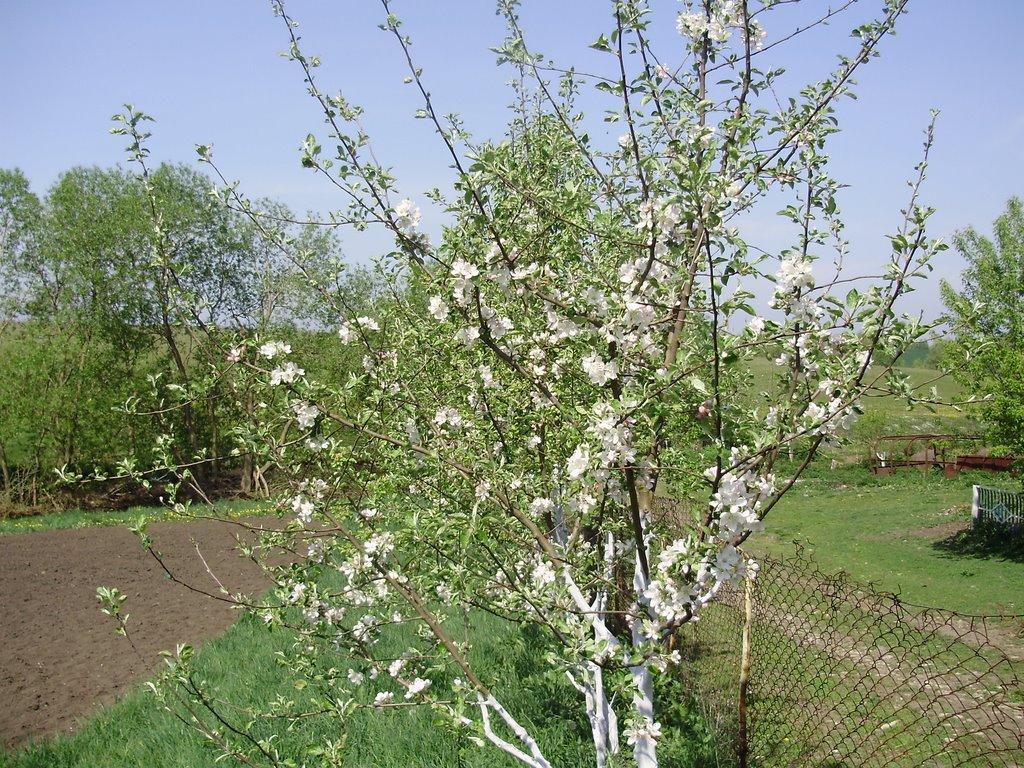 Шмирки з panoramio.com - Шмирки