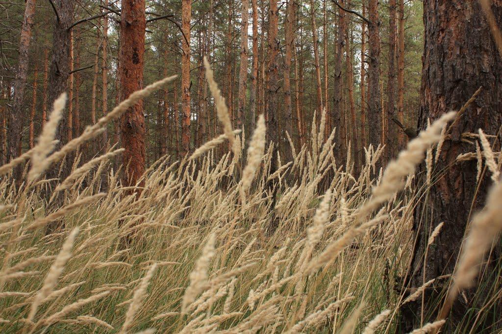 Могилів з panoramio.com - Могилев