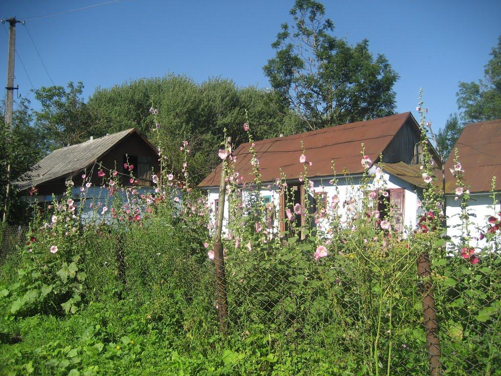 Щурівчики з panoramio.com - Щурівчики