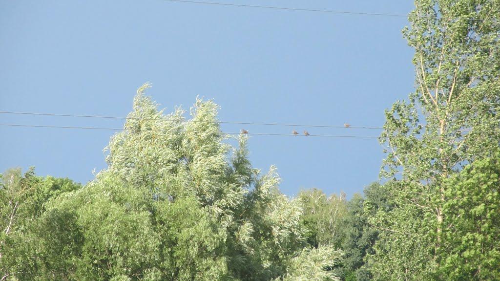 Прикордонна Улашанівка з panoramio.com - Прикордонна Улашанівка