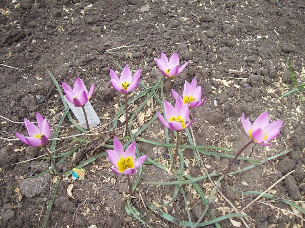 Нагірне з panoramio.com - Нагірне