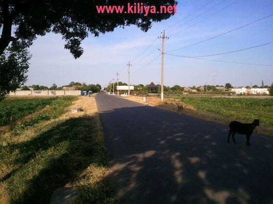 Шевченкове з panoramio.com - Шевченкове