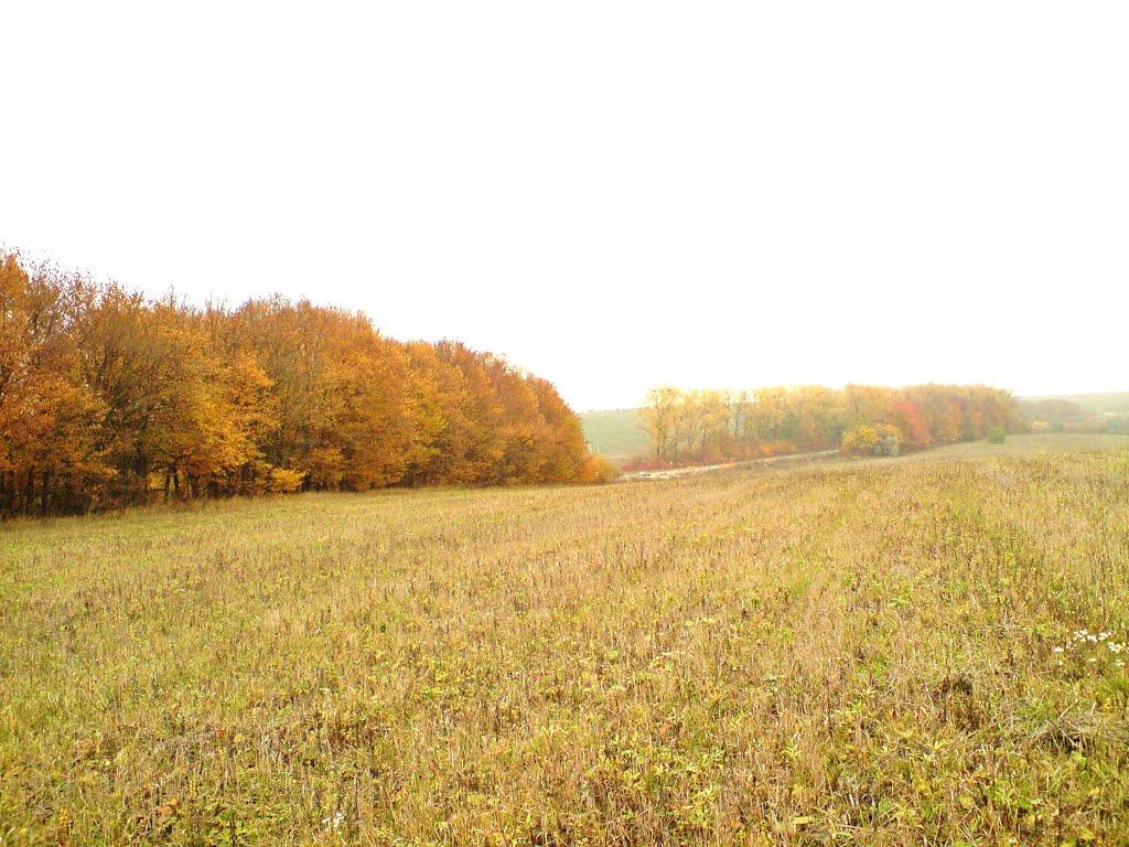 Куряни з panoramio.com - Куряны