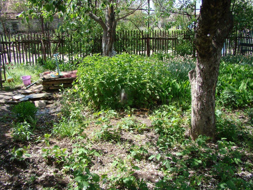 Червоногірка з panoramio.com - Червоногорка