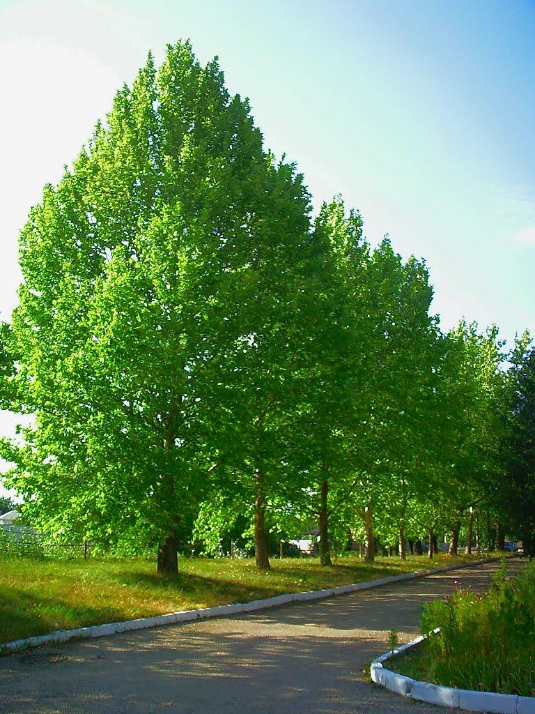 Поштове з panoramio.com - Поштове