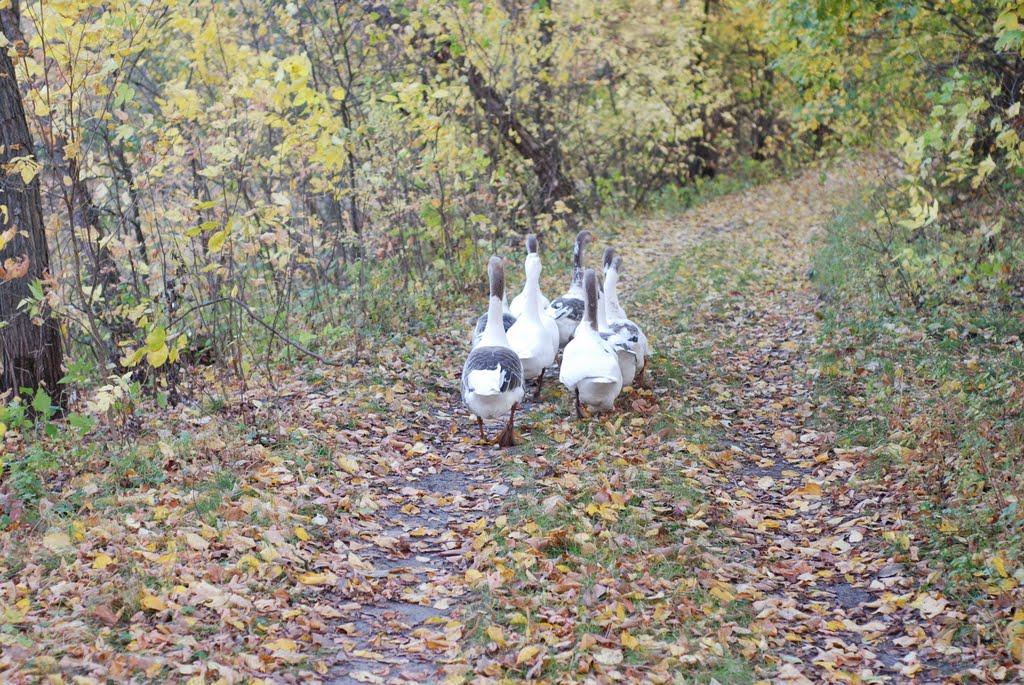 Остапівка з panoramio.com - Остапівка