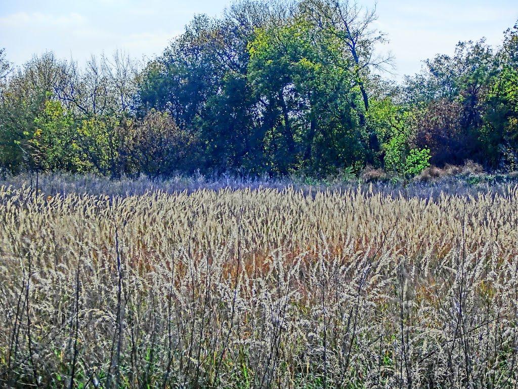 Пустельникове з panoramio.com - Пустельникове