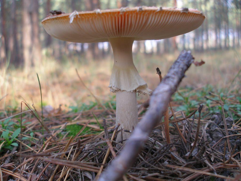 Зайцеве з panoramio.com - Зайцеве