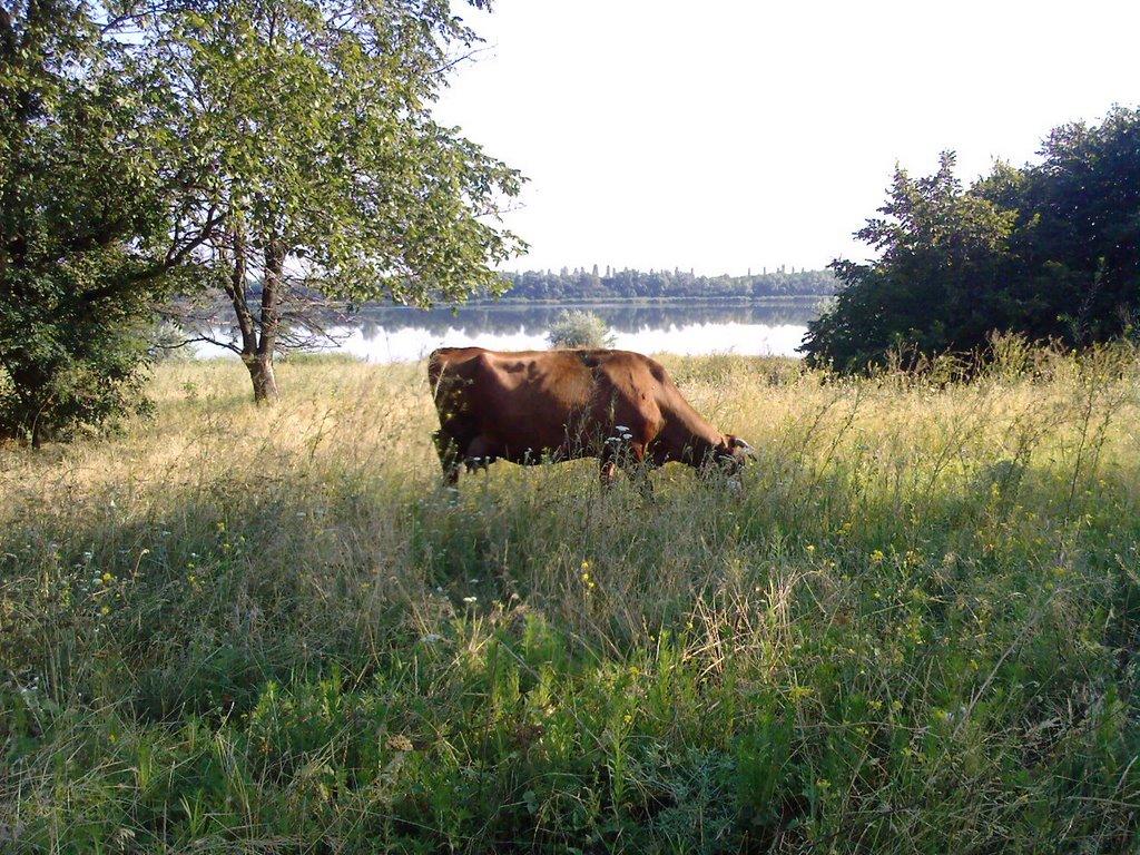 Пролетарій з panoramio.com - Пролетарій
