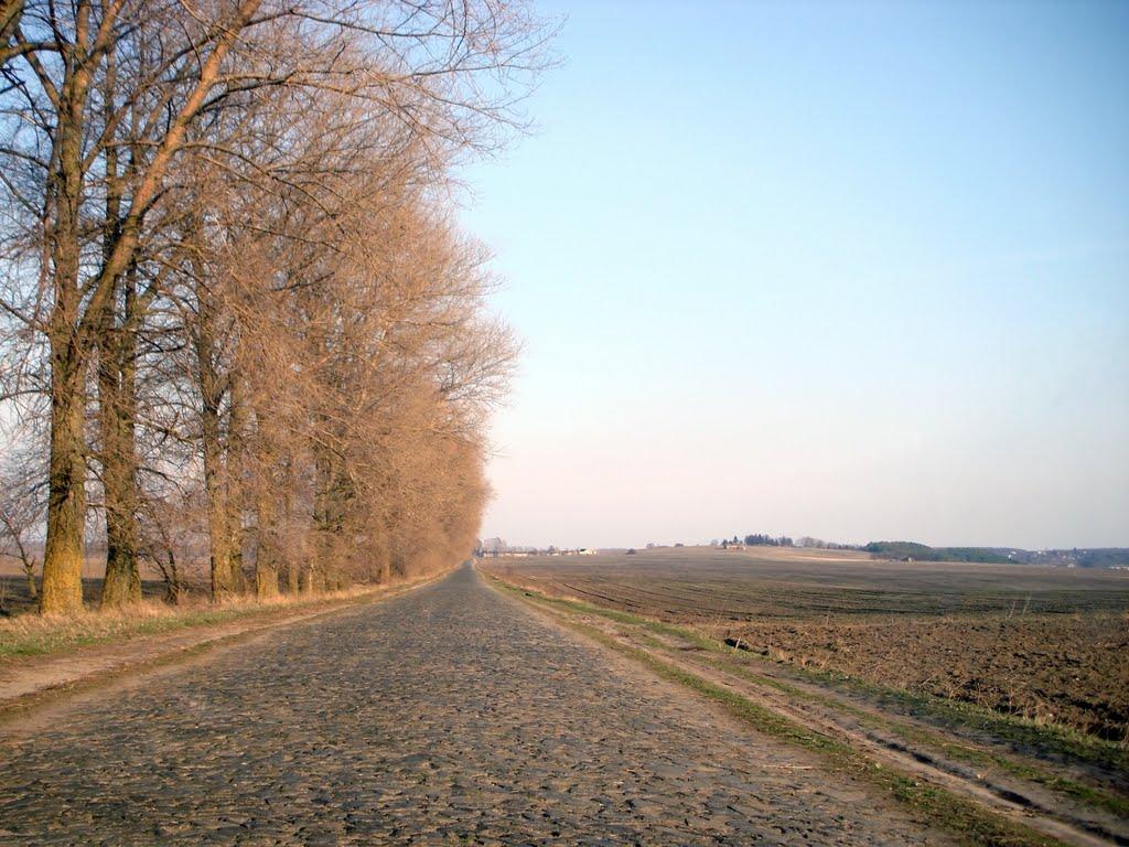 Лебеді з panoramio.com - Лебеді