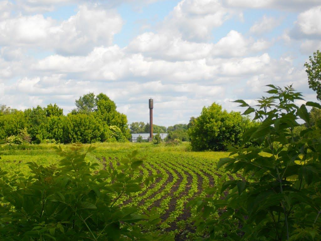 Вільшане з panoramio.com - Вільшане