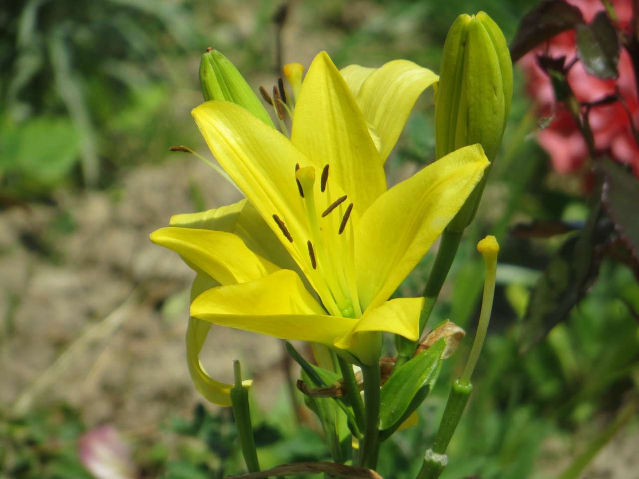 Храмовий празник у Закривці  - Закривец