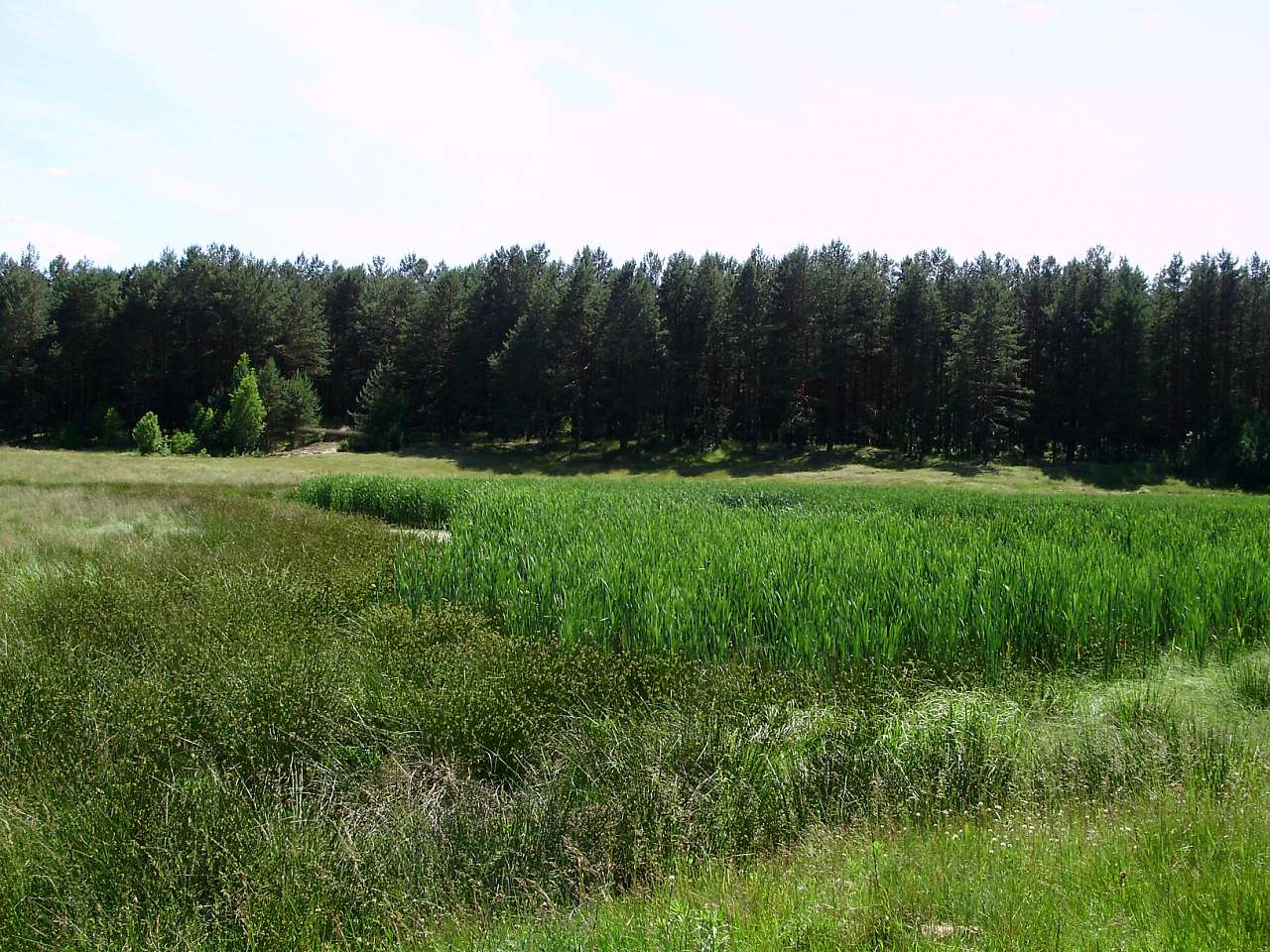 природа - Жадове