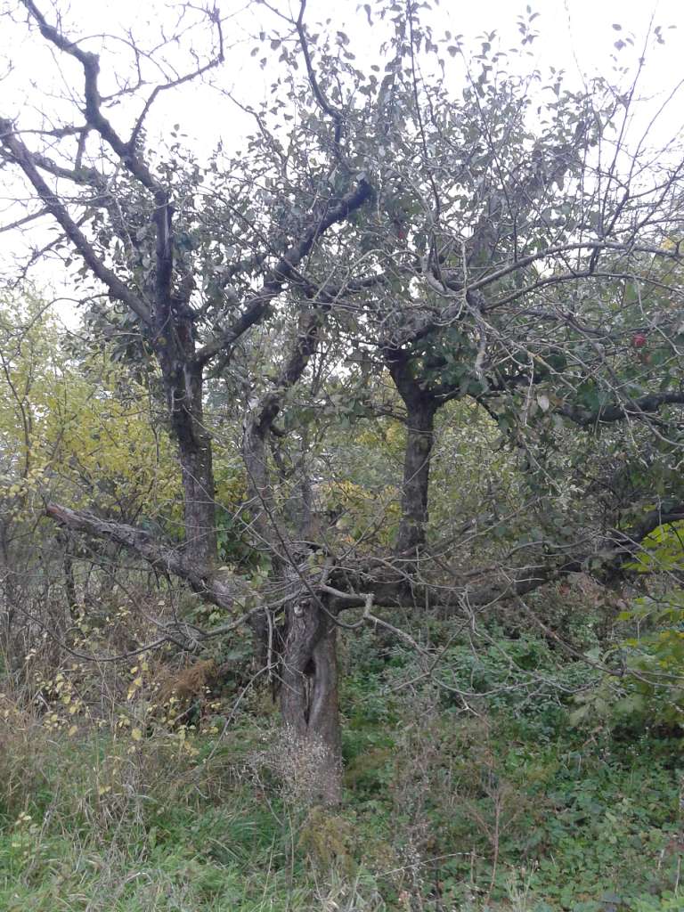Вища Кропивна з panoramio.com - Высшая Кропивна