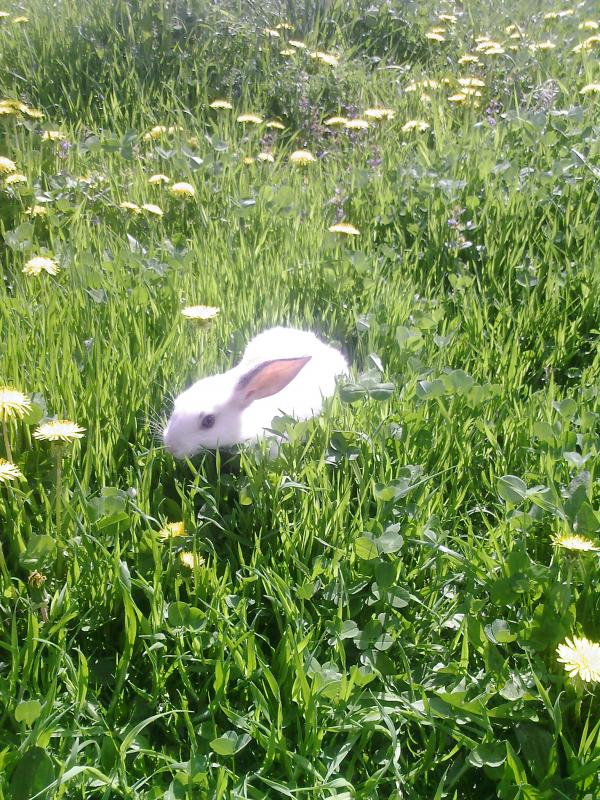 Фото - Гуничі