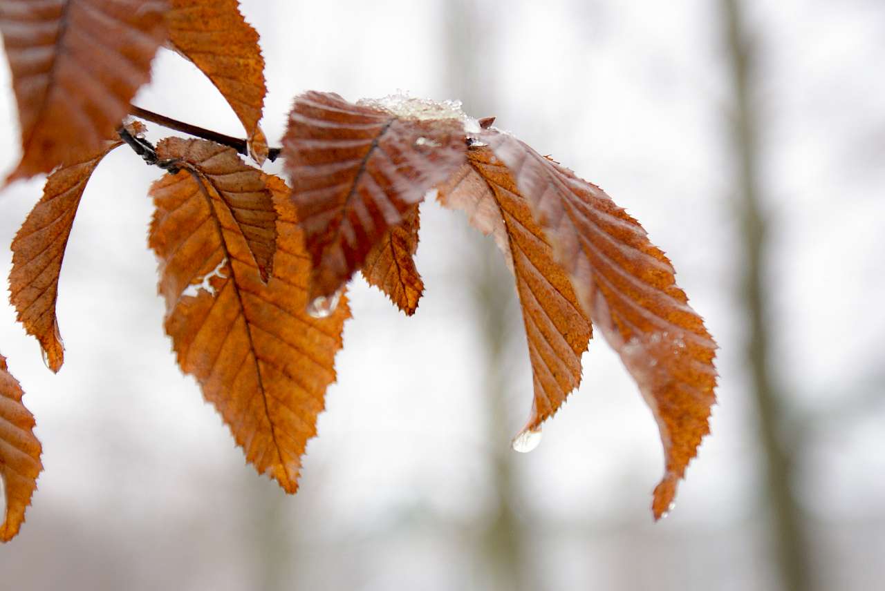 Березне в інтернеті - Березное