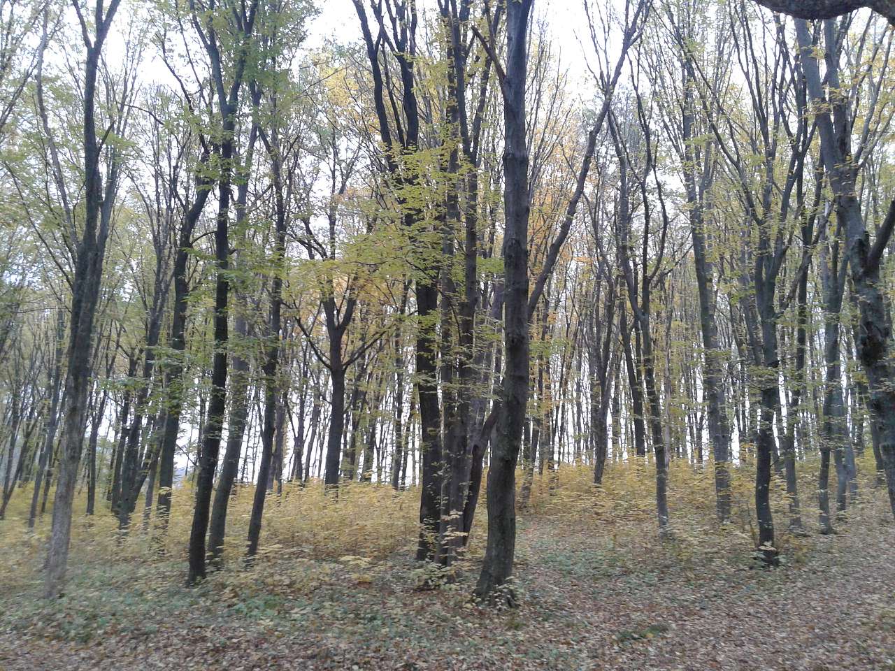 Вища Кропивна з panoramio.com - Высшая Кропивна