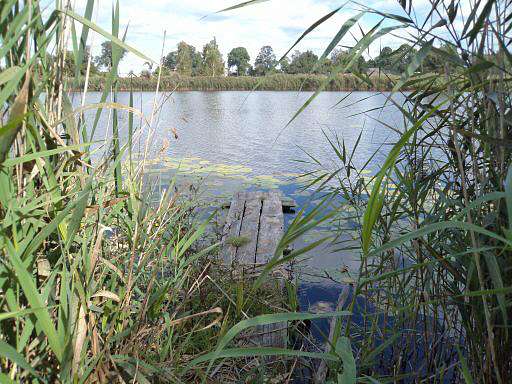 Память детства - Білка