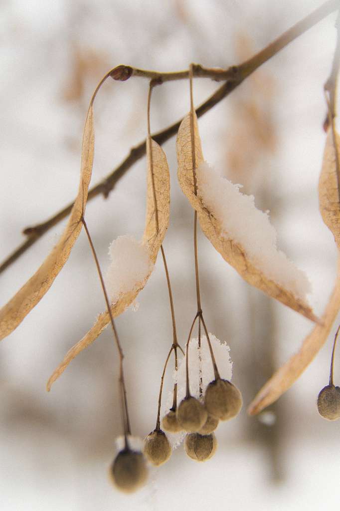 Березне в інтернеті - Березное