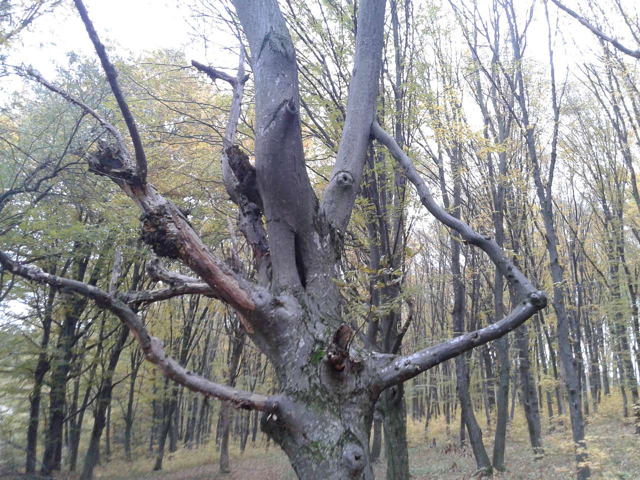 Вища Кропивна з panoramio.com - Высшая Кропивна