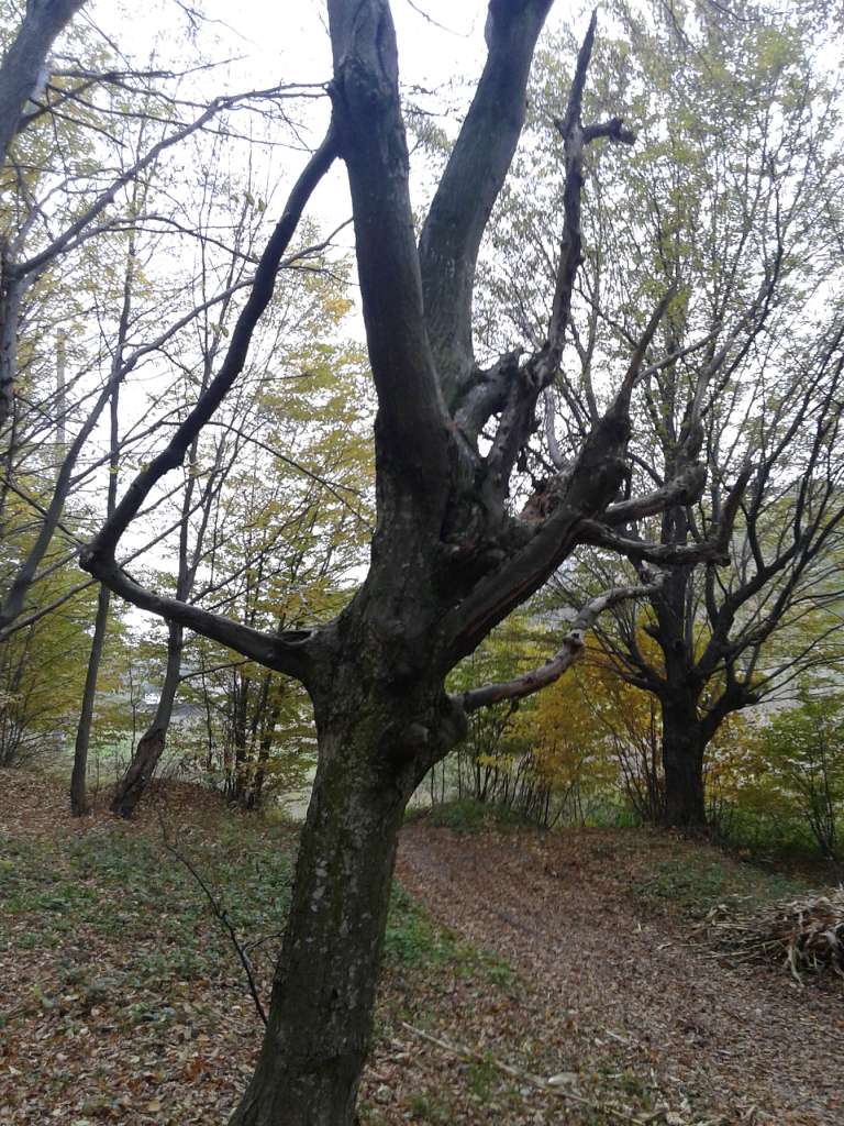 Вища Кропивна з panoramio.com - Высшая Кропивна