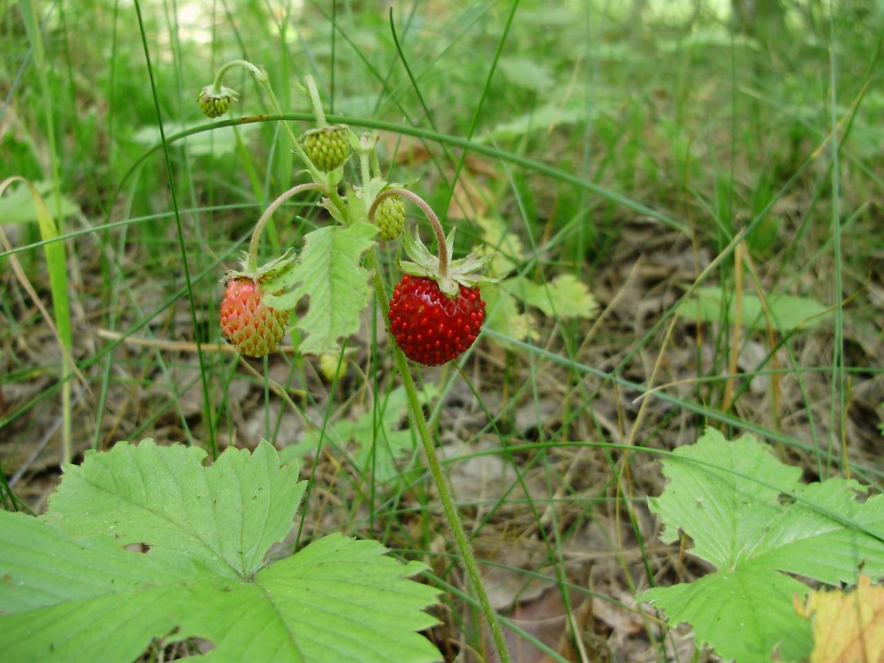 природа - Жадове