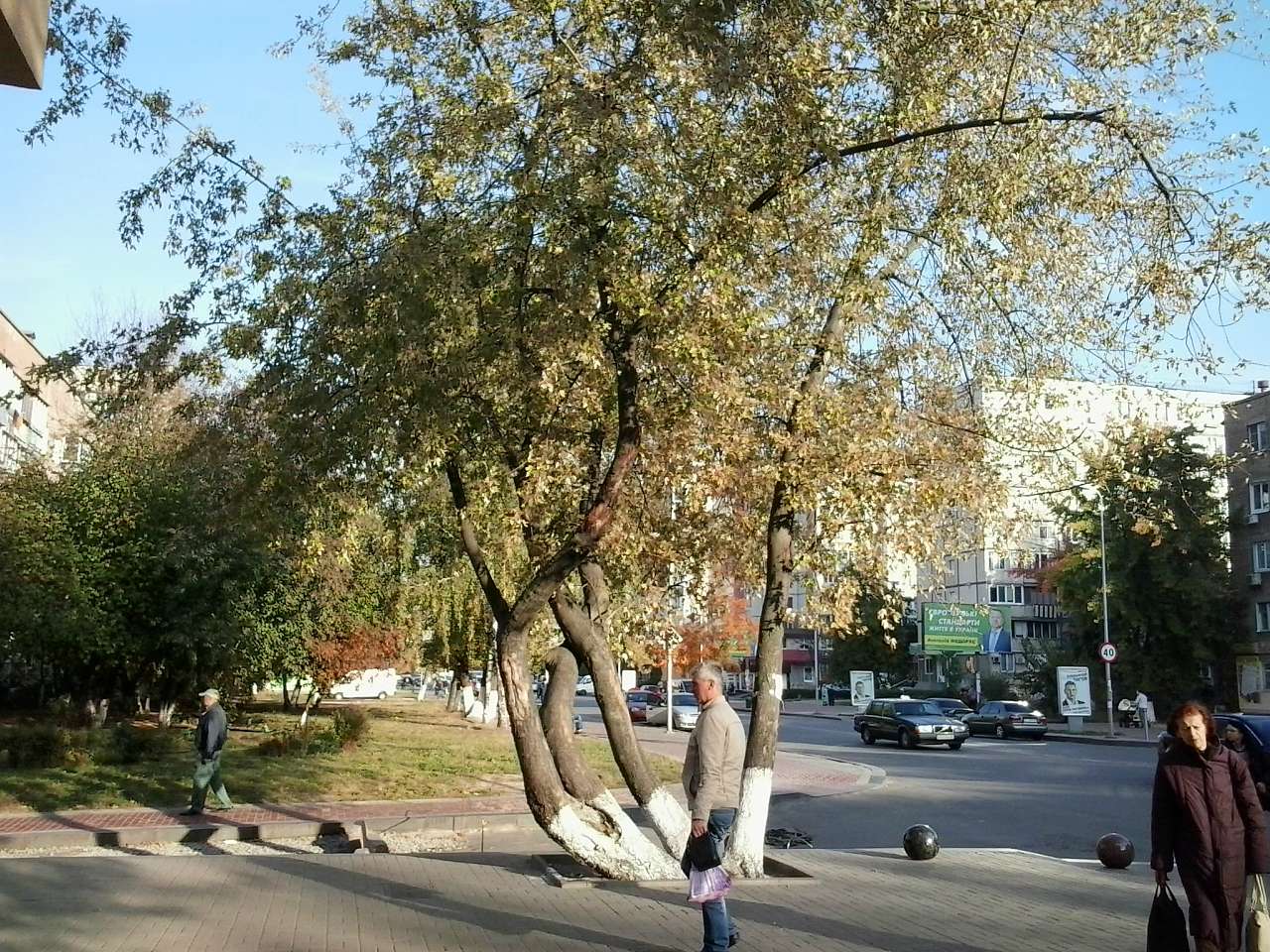 ГОЛОВНА ВУЛИЦЯ - Вишневое