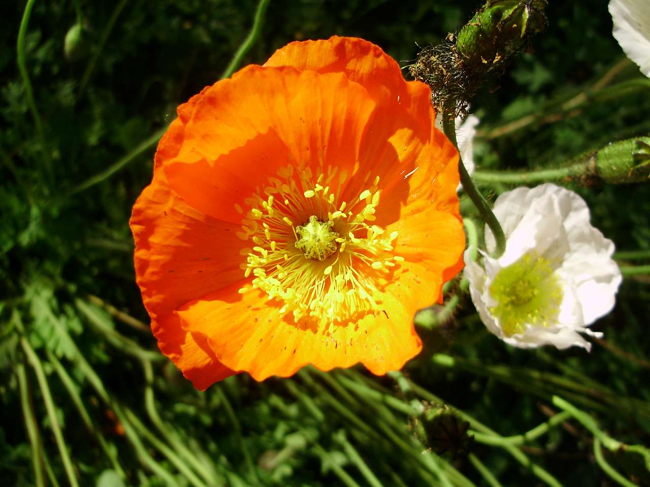 природа - Жадове