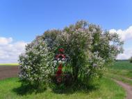 Корчів з panoramio.com