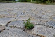 Пристанційне з panoramio.com