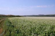 Булгаківка з panoramio.com