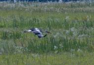 Ворзель з panoramio.com