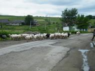 Верхні Станівці з panoramio.com