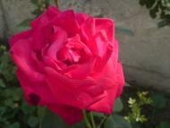 Вороньків з panoramio.com