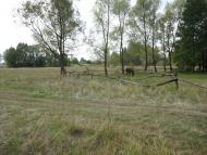 Осіч з panoramio.com