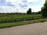 Малинівка з panoramio.com