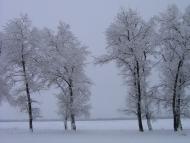 Лебедин з panoramio.com