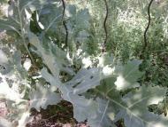 Гришки з panoramio.com