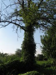 Дубовий Гай з panoramio.com