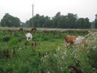 Обмачів з panoramio.com