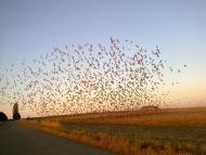 Горбачево-Михайлівка з panoramio.com