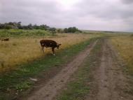 Юр'ївка з panoramio.com