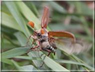 Масківці з panoramio.com