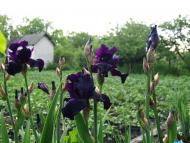 Дмитрівка з panoramio.com