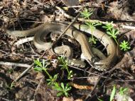 Устинкова Гребля з panoramio.com