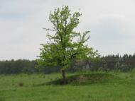 Ладижинські Хутори з panoramio.com