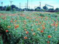 Помічна з panoramio.com