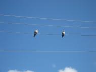 Новотроїцьке з panoramio.com