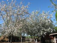 Великі Вільми з panoramio.com