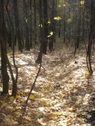 Бабенки з panoramio.com